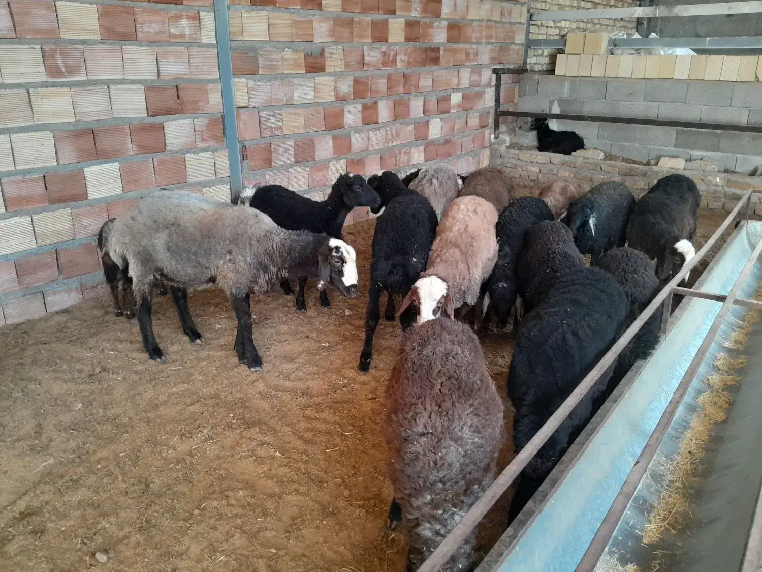 بره میش بز بزغاله|حیوانات مزرعه|محمدیه-قزوین, |دیوار