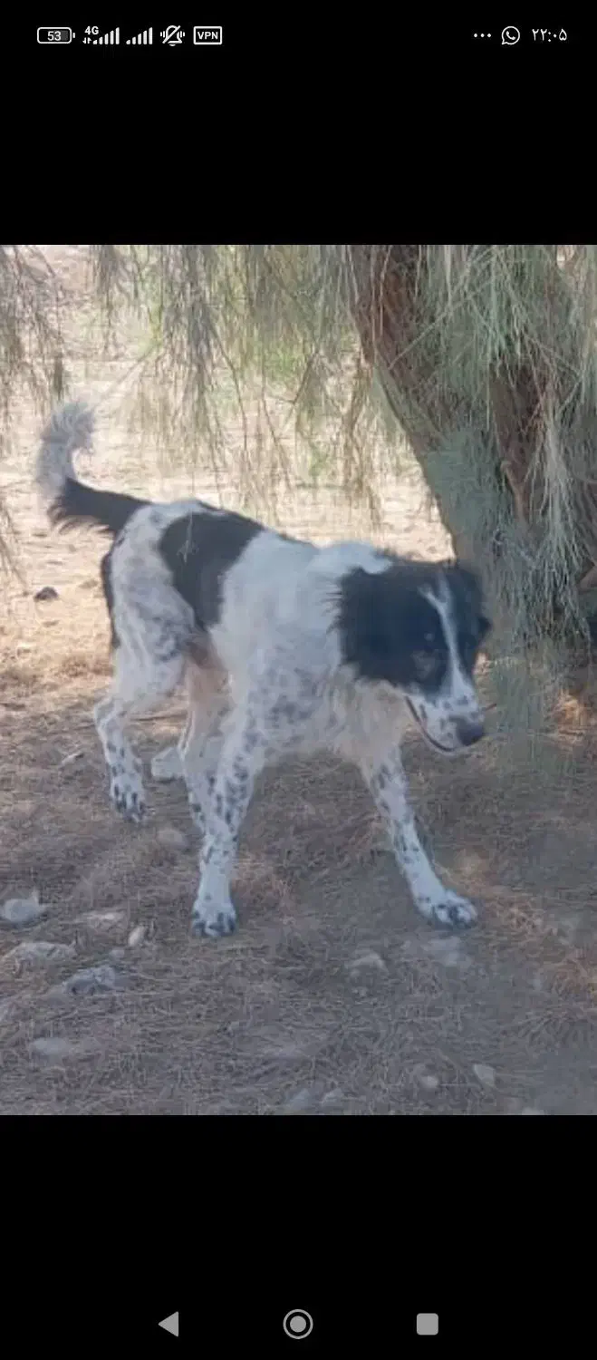 سگ گم شده|سگ|اوز, |دیوار