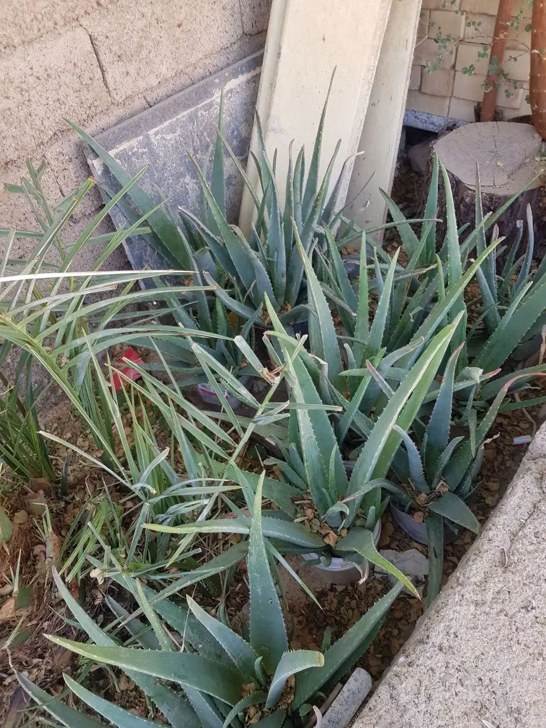 فروش الوئه ورا|گل و گیاه طبیعی|ایلام, |دیوار