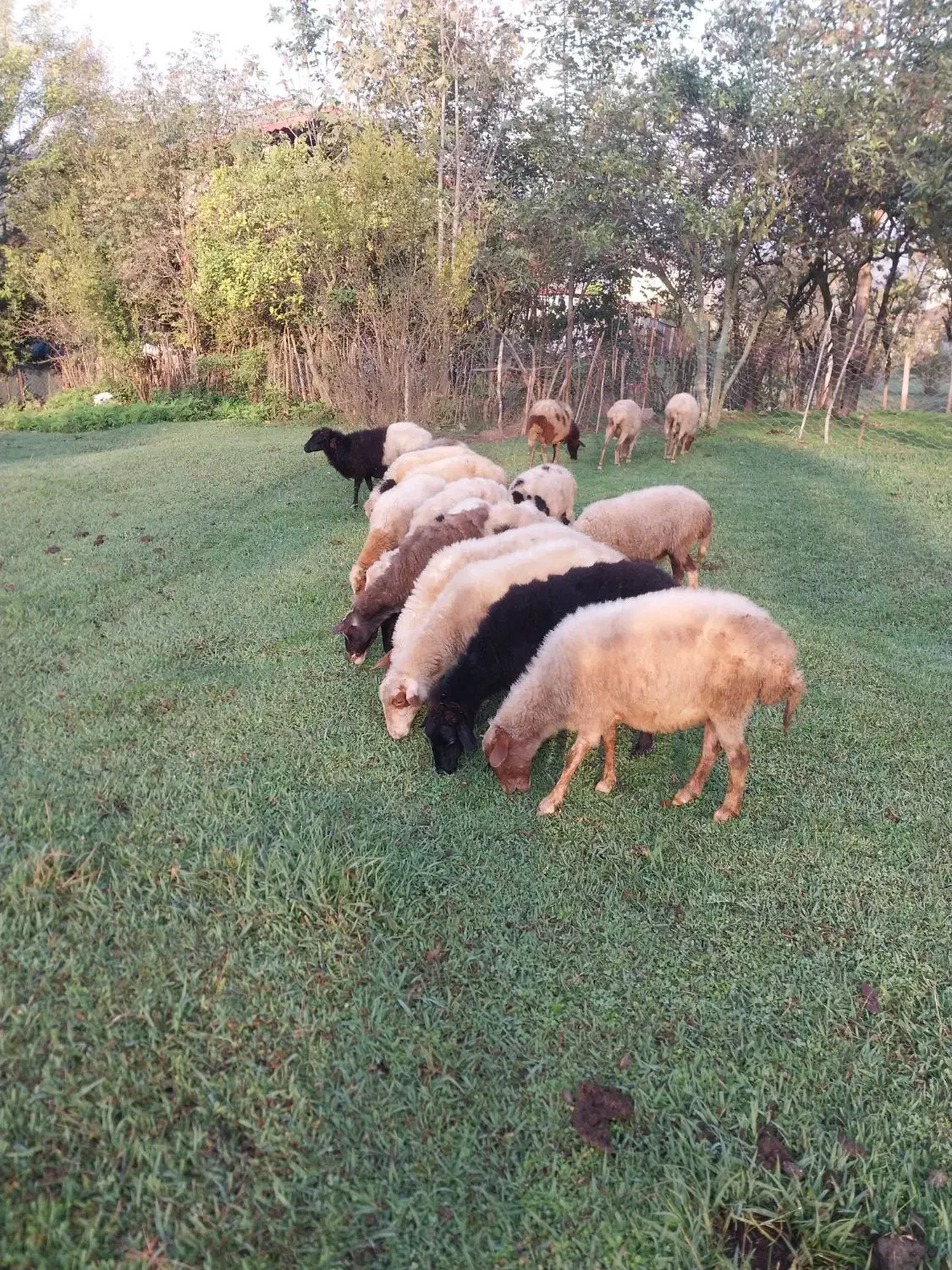 گوسفند داشتی|حیوانات مزرعه|اطاقور, |دیوار