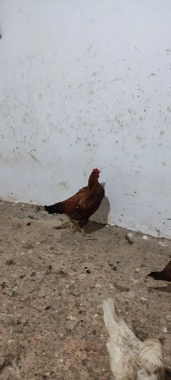 دستگاه جوجه کشی ۱۸۰تایی..مرغ و خروس|حیوانات مزرعه|علیآباد کتول, |دیوار