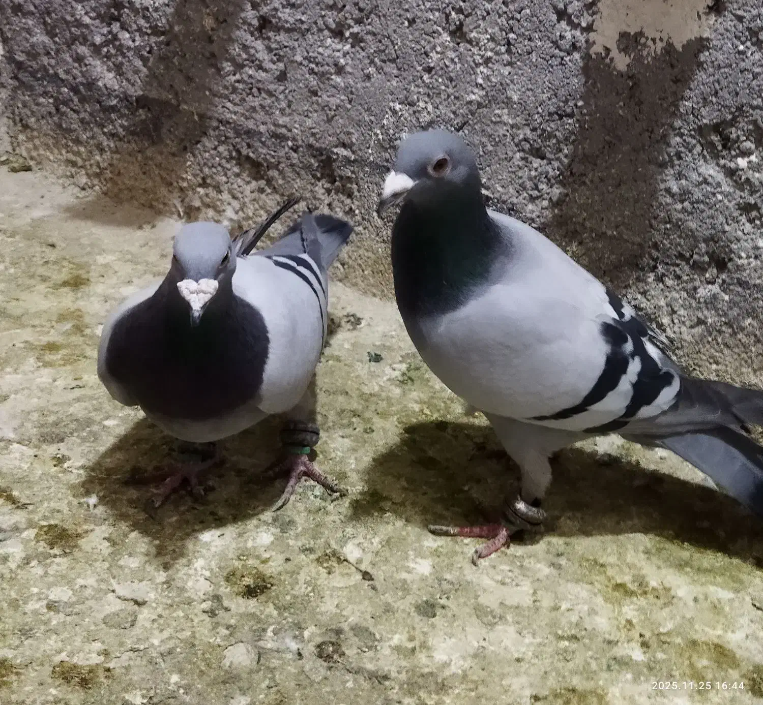 کبوتر.دوخط|پرنده|مشهد, شهید معقول|دیوار