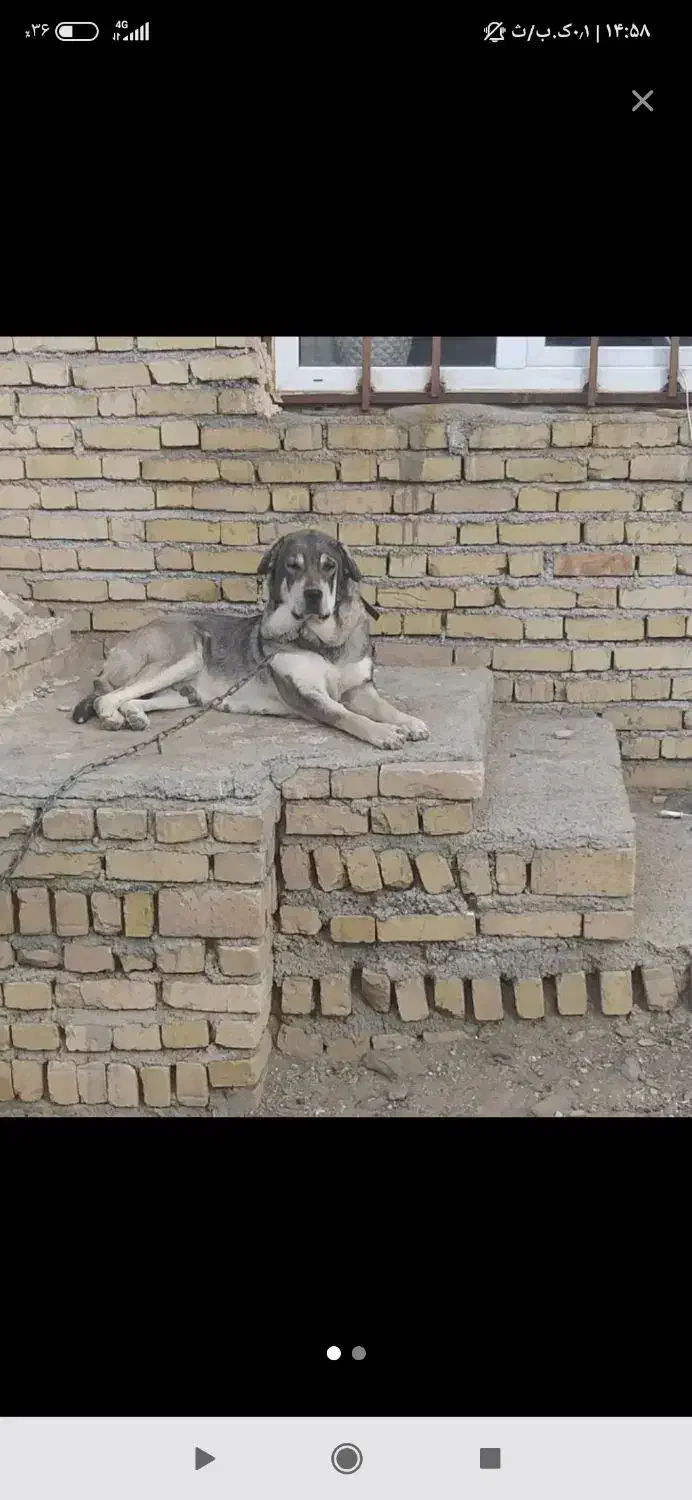 پژدر|سگ|نهاوند, |دیوار