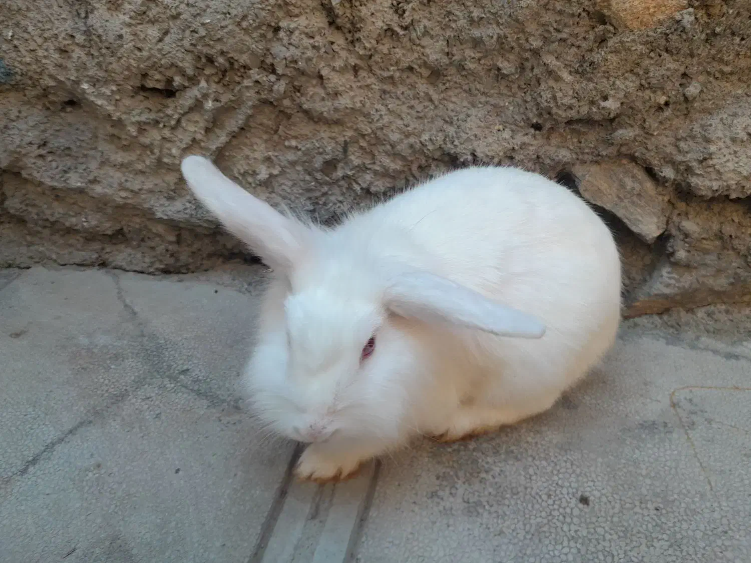 خرگوش لوپ|موش و خرگوش|مریوان, |دیوار