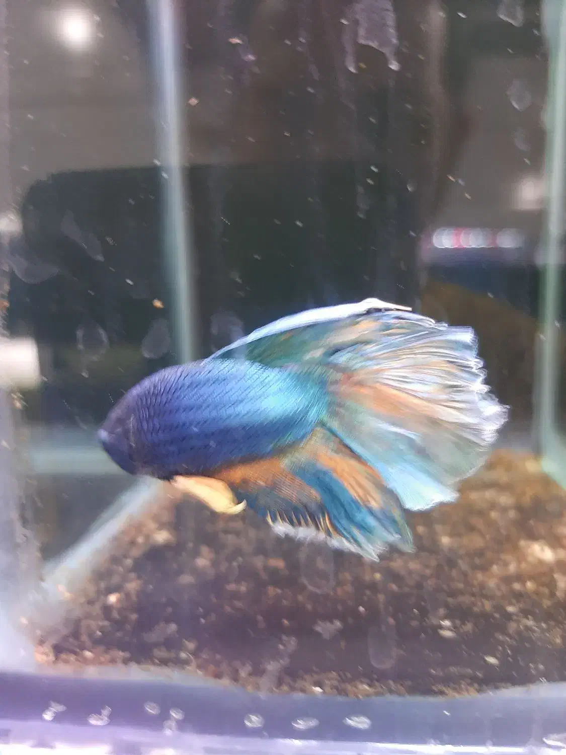 آکواریوم اورین|ماهی|خوی, |دیوار