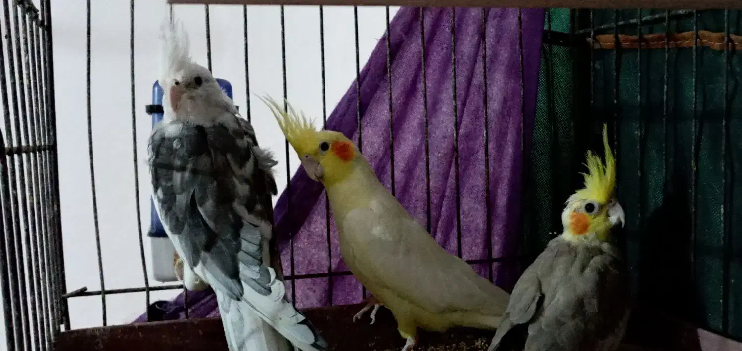 طوطی عروس|پرنده|چمران, |دیوار