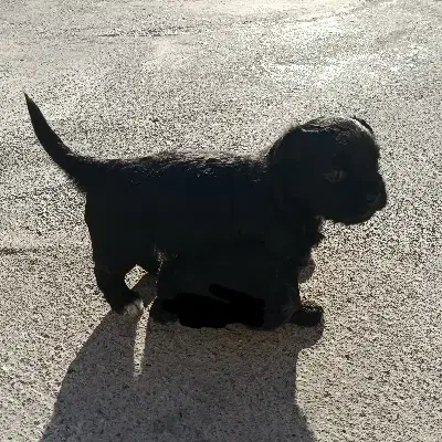 توله پامر|سگ|ماکو, |دیوار