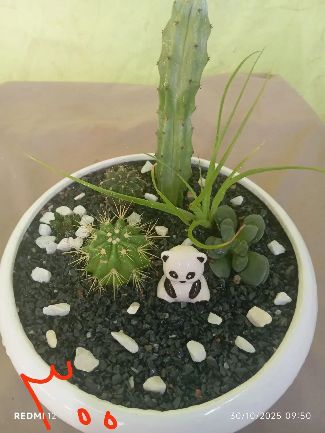 دیش گاردن های زیبا|گل و گیاه طبیعی|جهرم, |دیوار