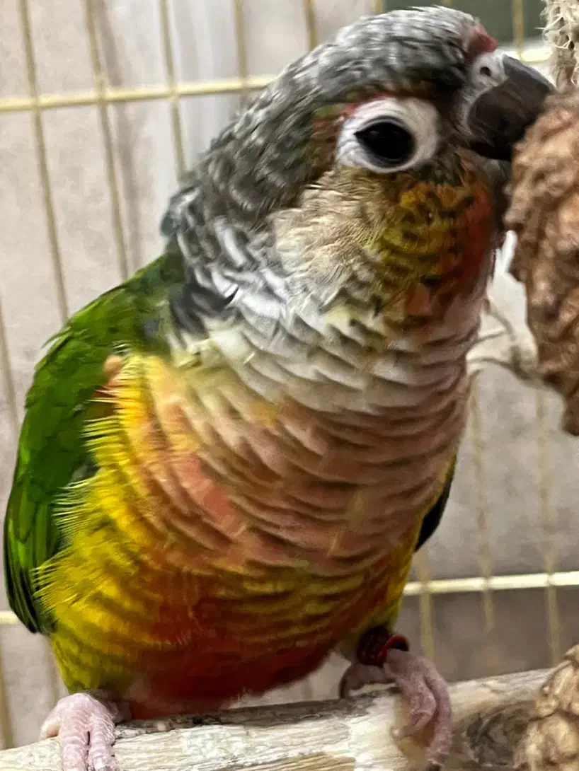 گرینچیک|پرنده|تهران, آهنگران (سراسیاب دولاب)|دیوار