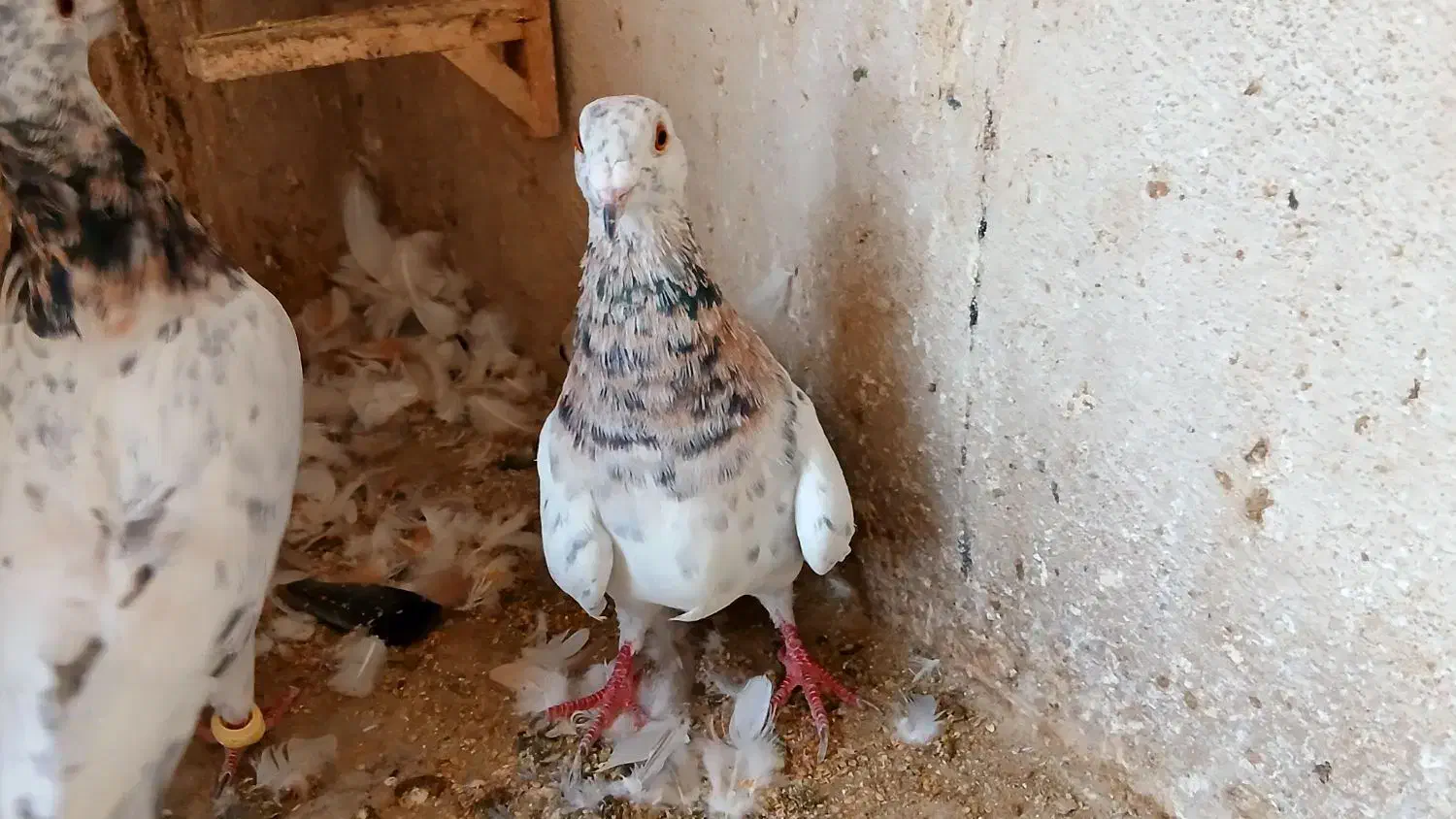 سار هفت رنگ نر و ماده|پرنده|مشهد, جاهد شهر|دیوار