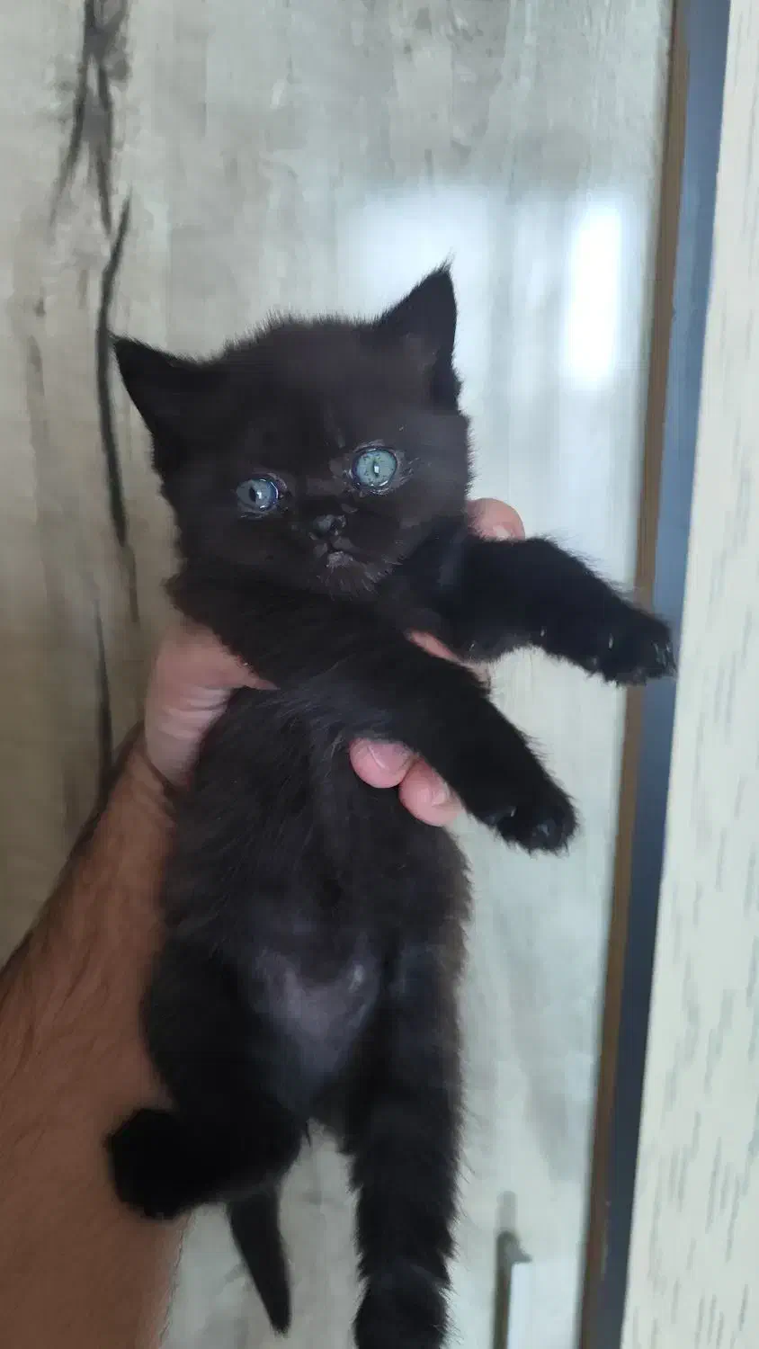 بچه گربه بریتیش|گربه|اندیشه, اندیشه فاز ۱|دیوار