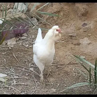 مرغ و خروس ریشی چهل تاج|حیوانات مزرعه|کاکی, |دیوار