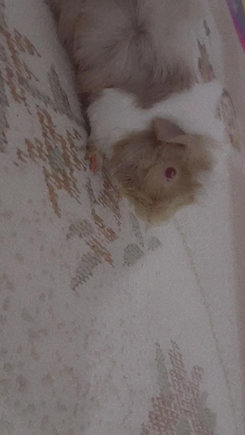 همستر|موش و خرگوش|نورآباد, |دیوار