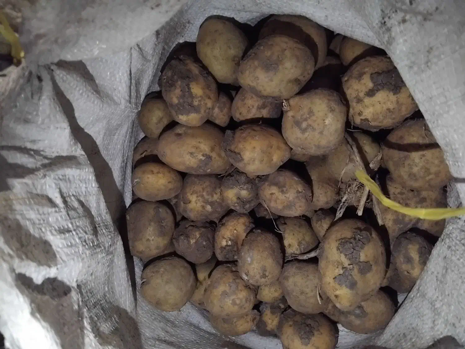 سیب دامی|خوردنی و آشامیدنی|بهار, |دیوار