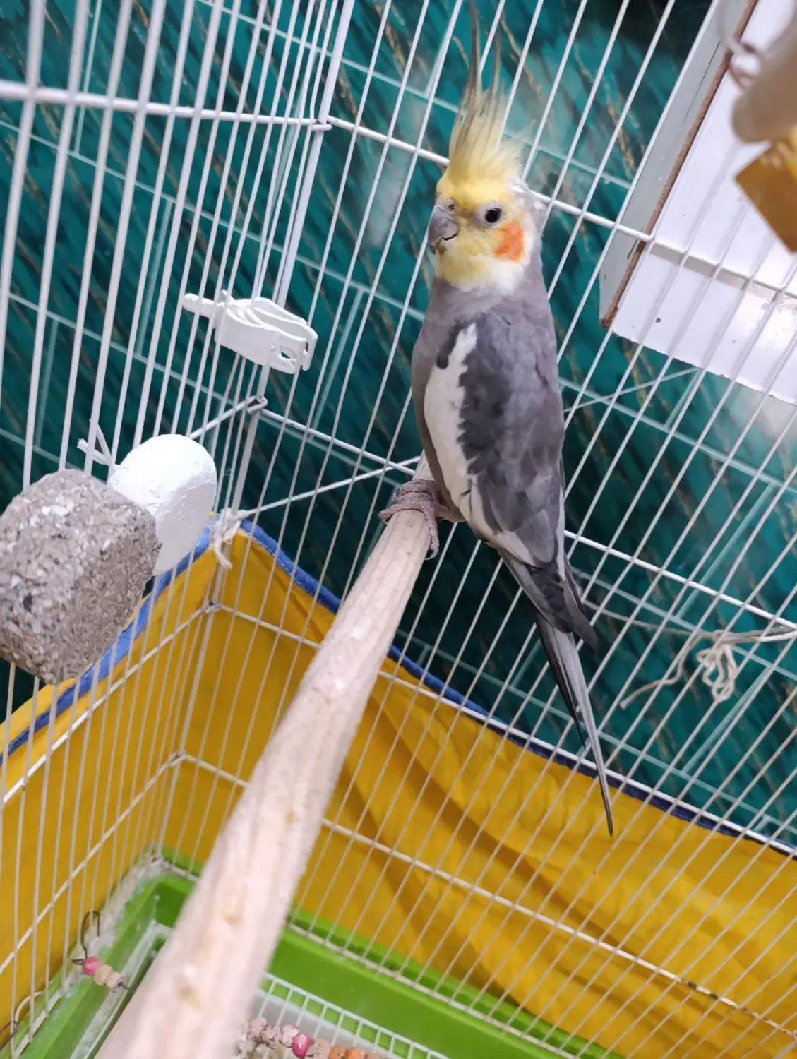 عروس هلندی نر -ابلق سینامون|پرنده|اسدآباد, |دیوار