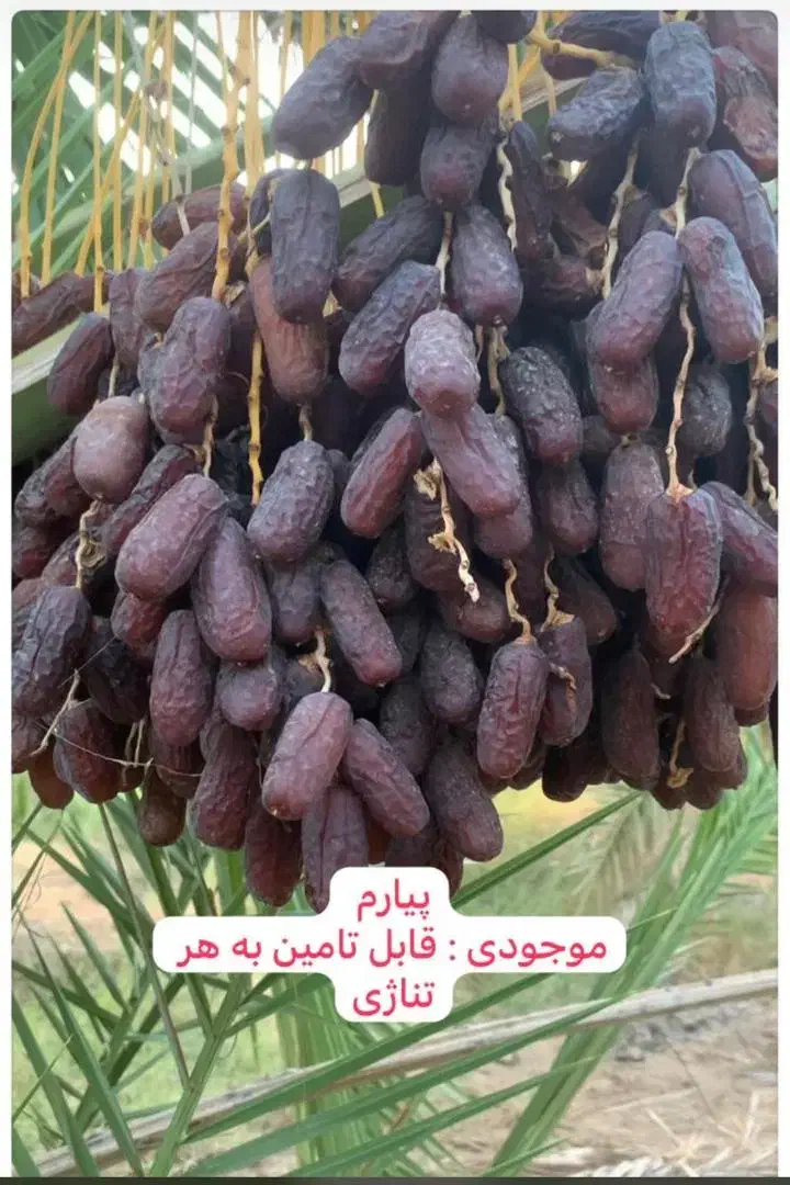 نگهبان|استخدام سرایداری و نظافت|کوه چنار, |دیوار