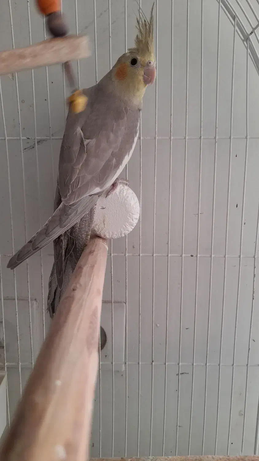 جوجه عروس هلندی|پرنده|شهرکرد, |دیوار