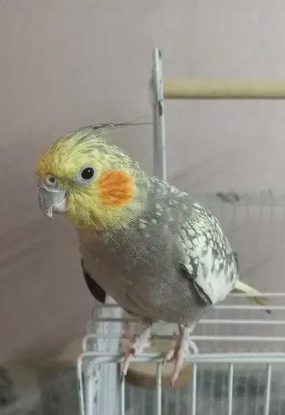 دو عدد عروس هلندی با قفس پایه‌دار|پرنده|مشهد, هفده شهریور|دیوار