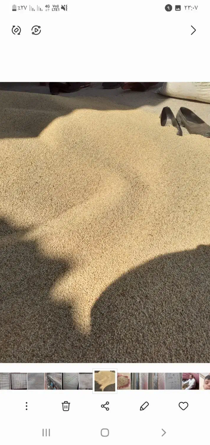 فروش ارزن|عمده‌فروشی|کوهدشت, |دیوار