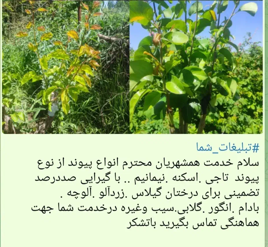 پیوند|خدمات باغبانی و درختکاری|کرمان, |دیوار