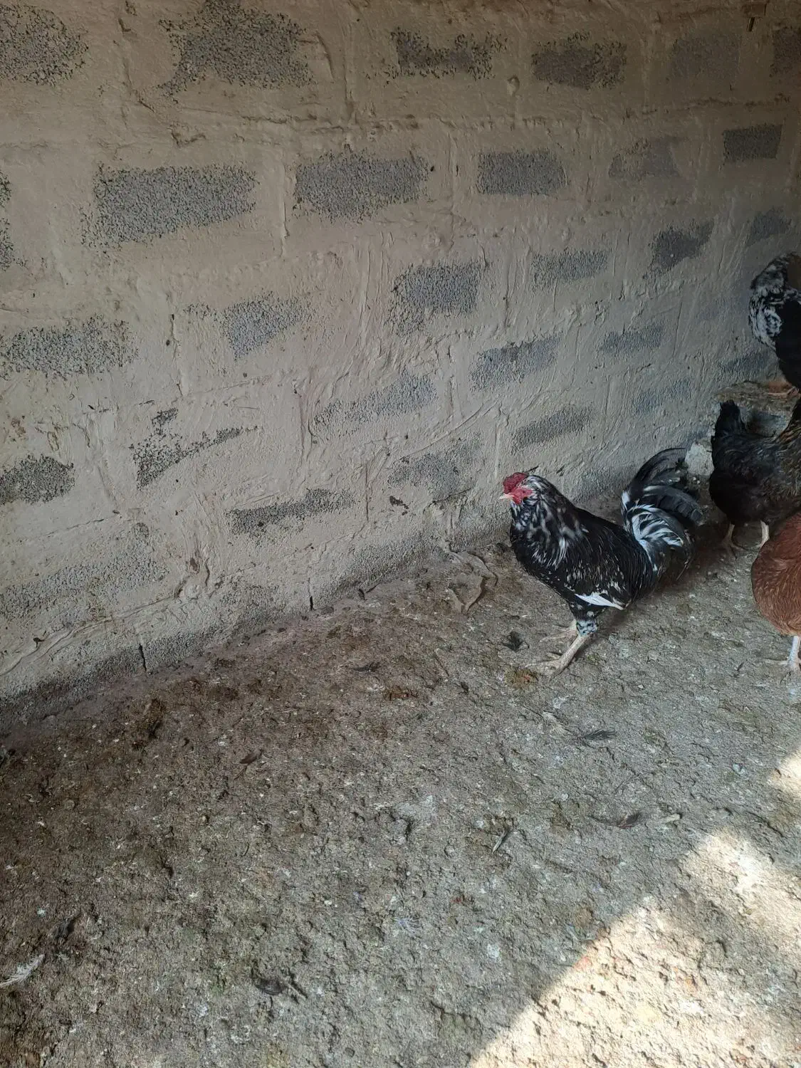 خروس گلین|حیوانات مزرعه|سلماس, |دیوار