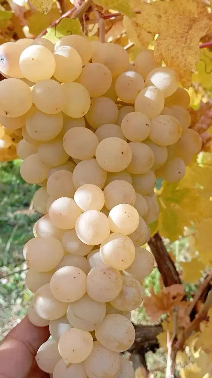 فروش انـواع نـهالهای مثمر و غیر مثمر|خدمات باغبانی و درختکاری|کنگاور, |دیوار