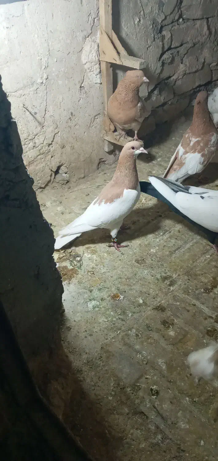کبوتر یال زرد|پرنده|مرودشت, دولت آباد|دیوار