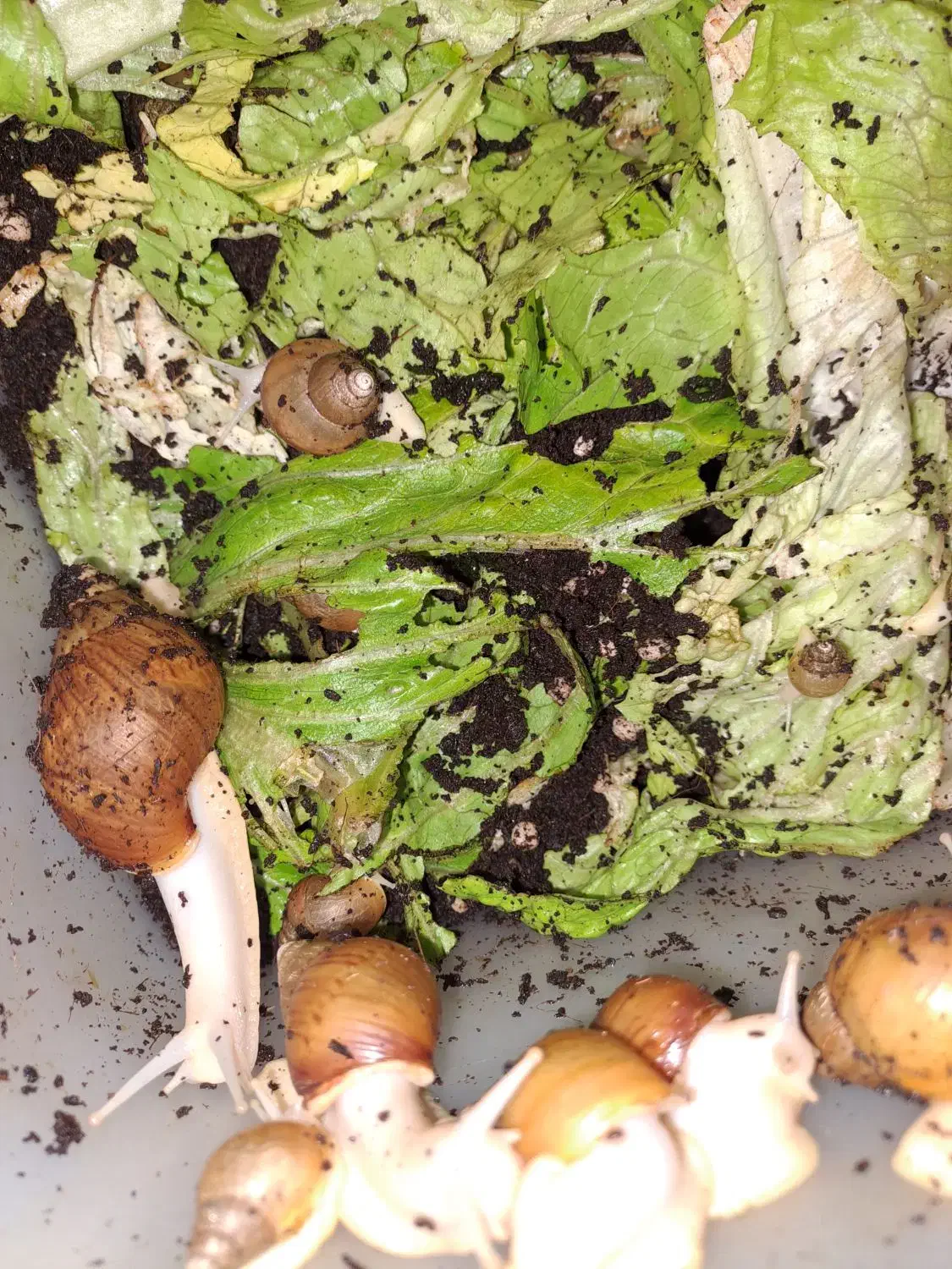 حلزون آرایشی وتراپی|خزنده|رامسر, |دیوار