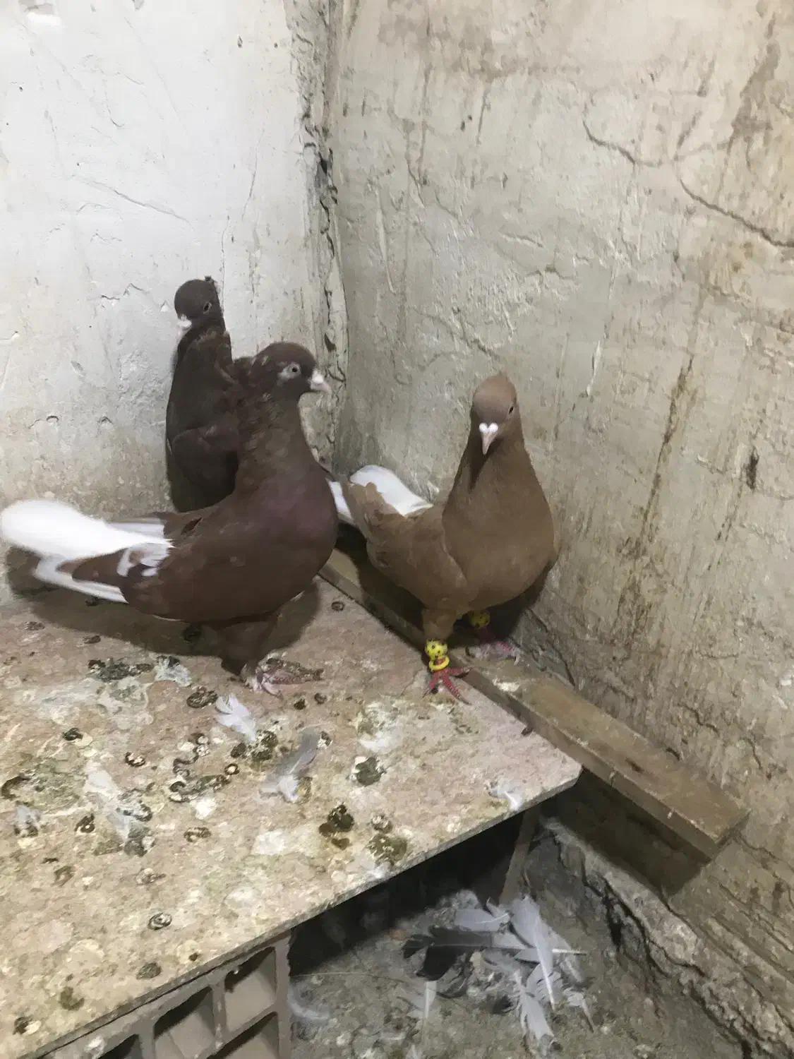 کفتر رنگی|پرنده|الوند, |دیوار