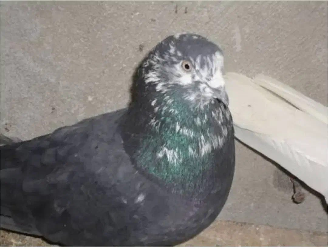 پیاز|حیوانات|دورود, |دیوار