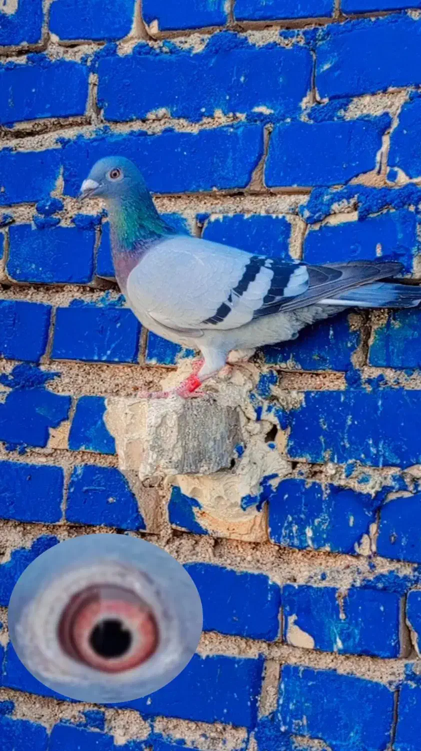 کفتر پرنده3تا ماده پلاکی درجه یک|پرنده|کارون, |دیوار