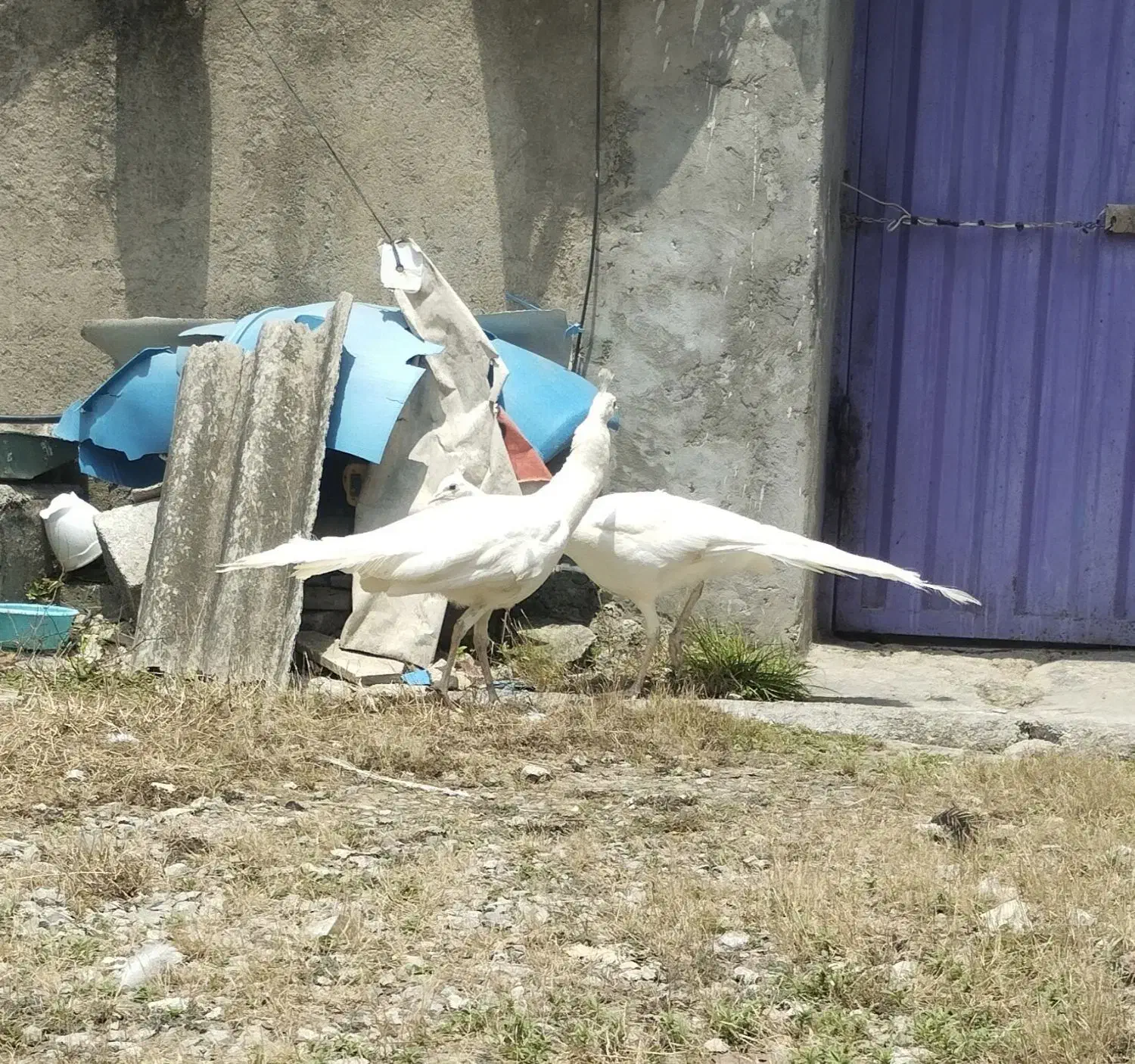 طاووس سفید|پرنده|بابل, |دیوار