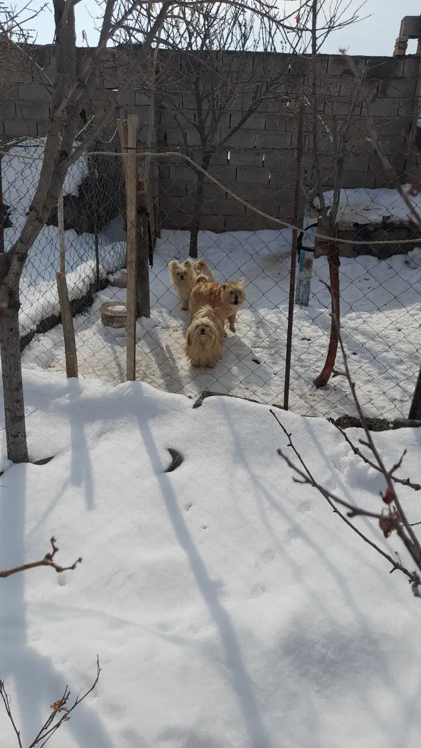 سگ پاکوتاه|سگ|میانه, |دیوار