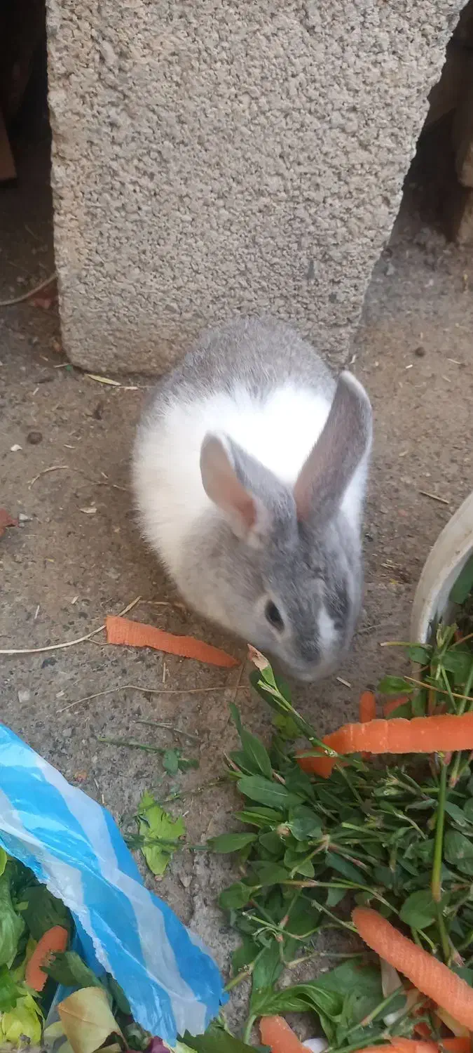 خرگوش|موش و خرگوش|ارومیه, |دیوار