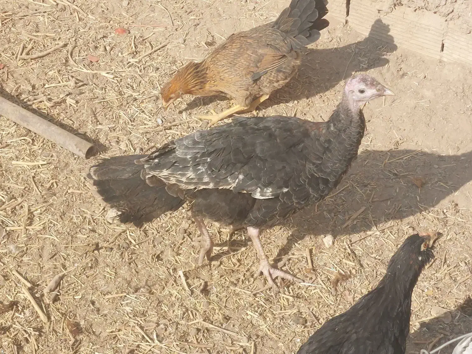 اردک اسرائیلی، بوقلمون|حیوانات مزرعه|سمنان, |دیوار