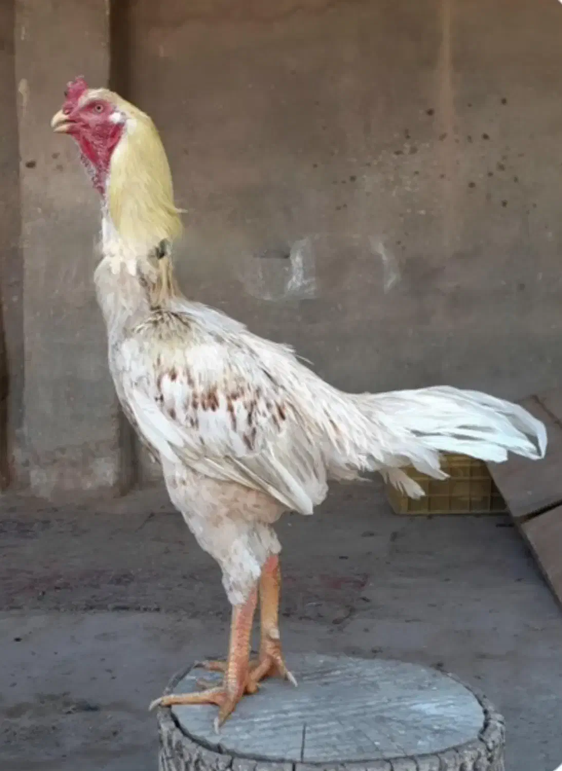 خروس لاری افغان|حیوانات مزرعه|شاهین دژ, |دیوار