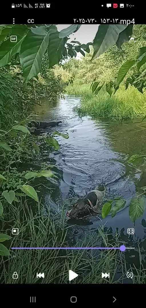 سگ شکاری موسیمی المان|سگ|دابودشت, |دیوار