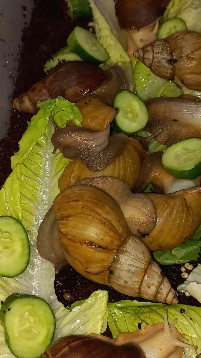 حلزون بالغ|خزنده|دزفول, |دیوار