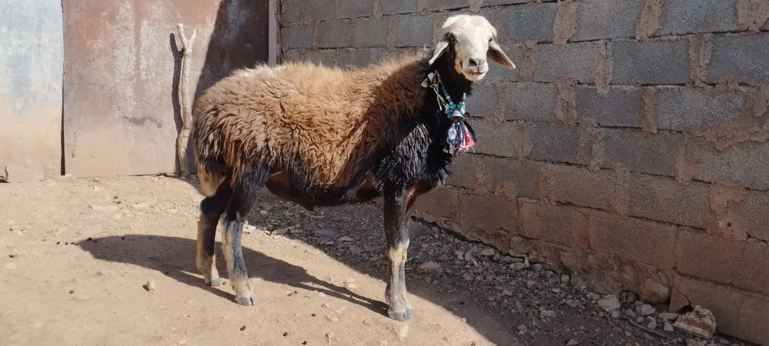 دو عدد ورن افشار جوان|حیوانات مزرعه|کوهدشت, |دیوار