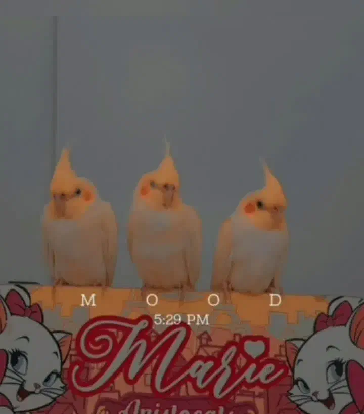 عروس هلندی|پرنده|قم, شاه سید علی|دیوار