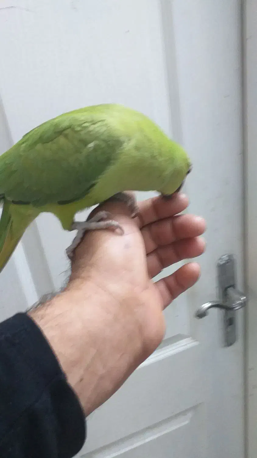 طوطی ملنگو ماده|پرنده|نیشابور, بنیاد شهید|دیوار