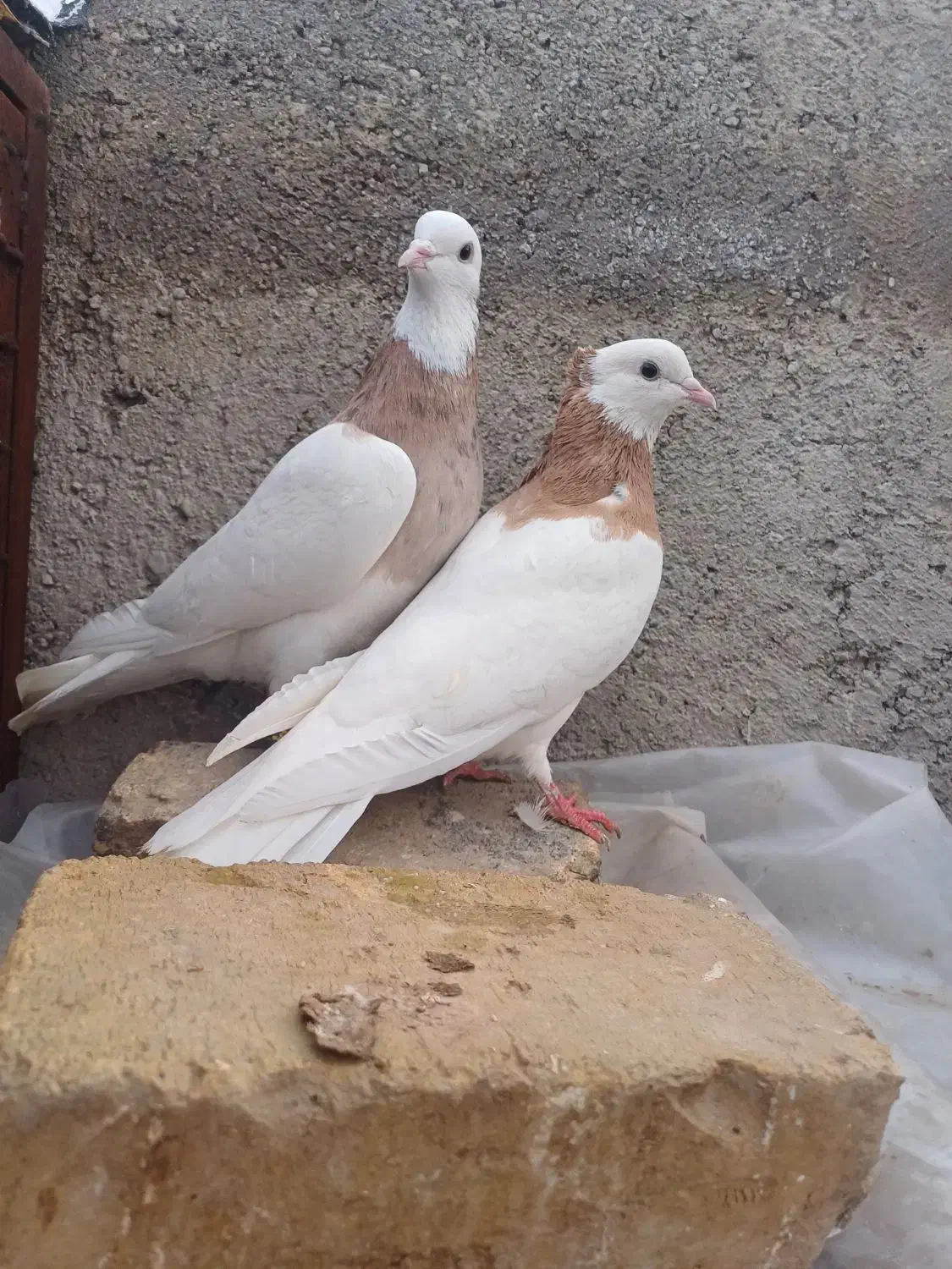 کیوتر|پرنده|قزوین, |دیوار