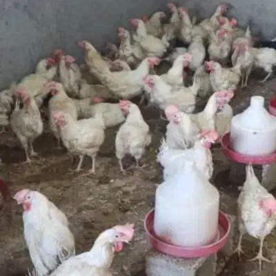 جوجه محلی|حیوانات مزرعه|اهرم, |دیوار