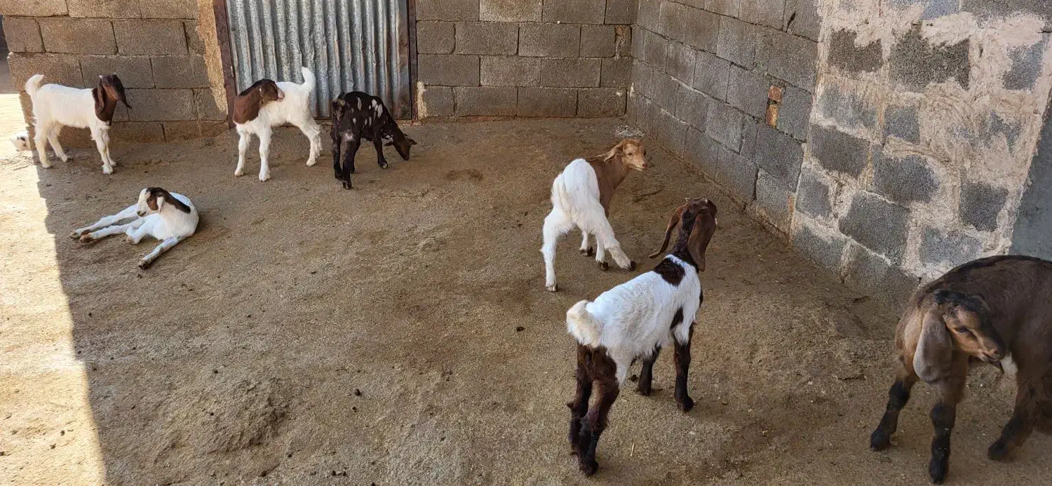 بز و بزغاله|حیوانات مزرعه|دینور, |دیوار