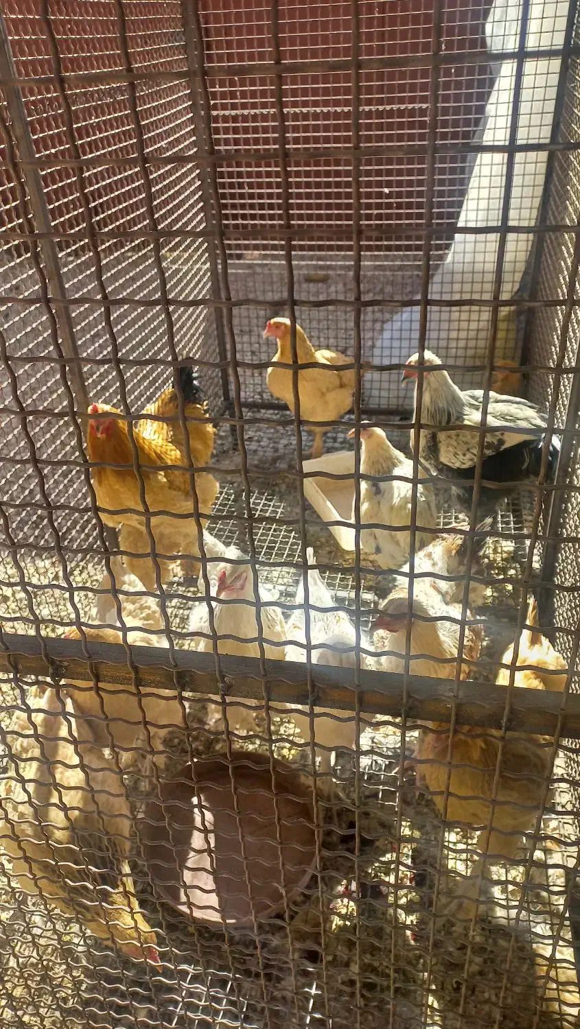 مرغ آلفا|حیوانات مزرعه|سپیدان, |دیوار