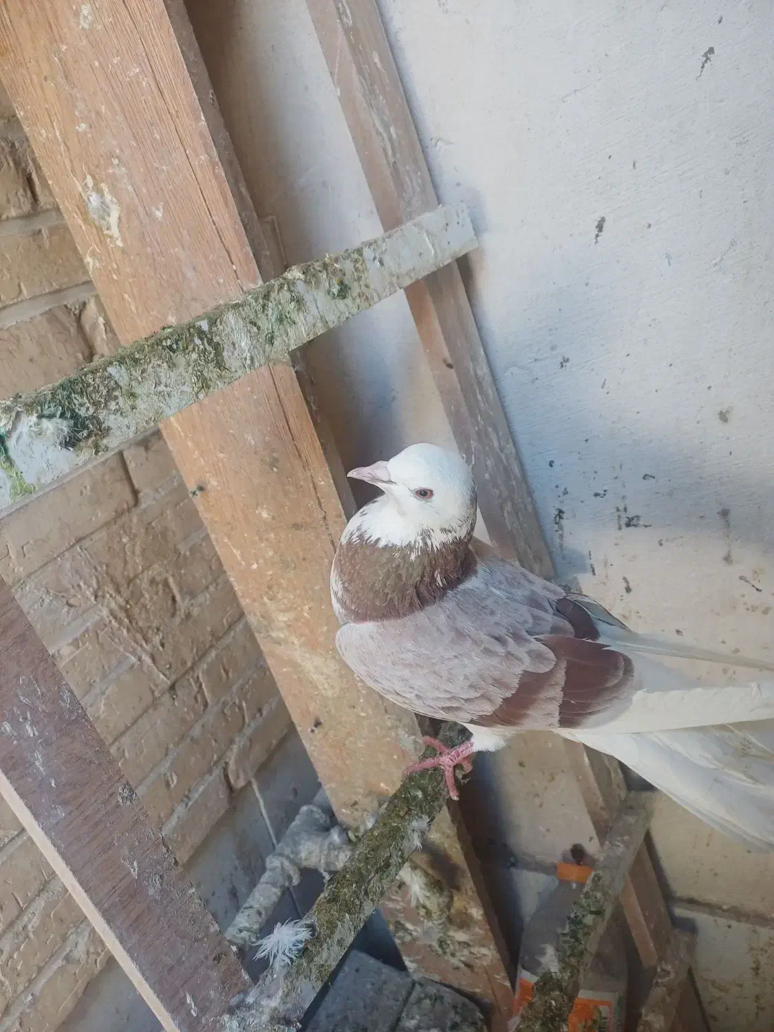 کبوتر|پرنده|یزد, |دیوار