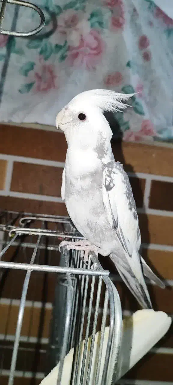 عروس هلندی لوتینو|پرنده|اردکان, |دیوار