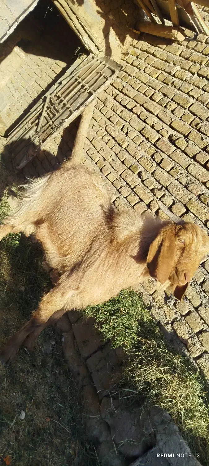 بزغاله دورگ نر چاق براکشتن وتخمی عالیه|حیوانات مزرعه|خواف, |دیوار