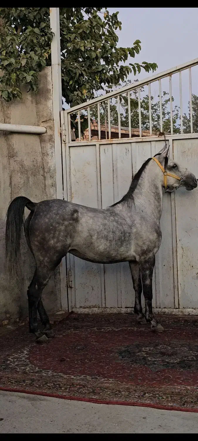 فروش مادیان کرد.نوه شورش شریف .|اسب و تجهیزات اسبسواری|لنجان, |دیوار