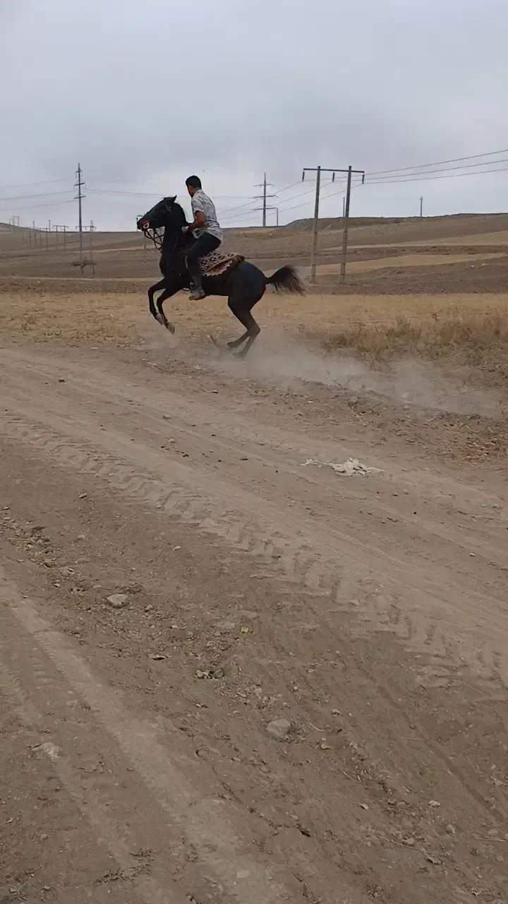 اسب|اسب و تجهیزات اسبسواری|نیر (اردبیل), |دیوار